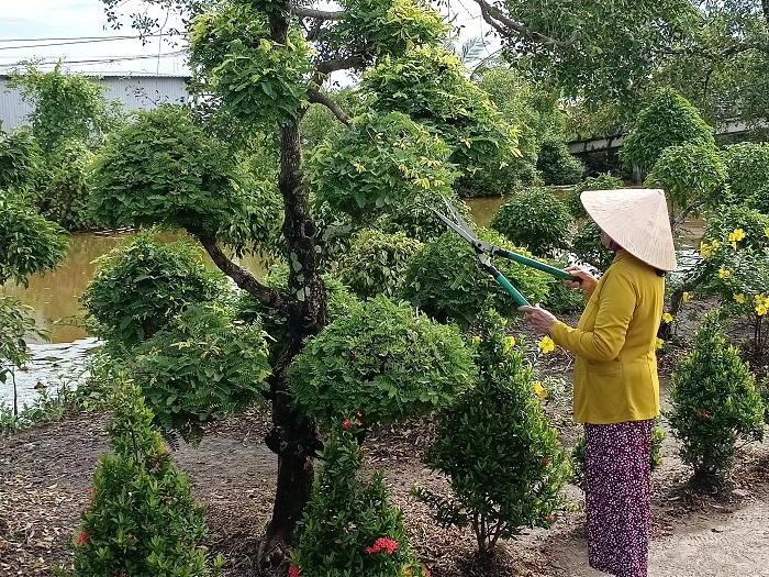 Hàng rào trồng hoa bông trang ở một xã nông thôn mới nâng cao của Cà Mau đẹp như phim thế này đây - Ảnh 4.