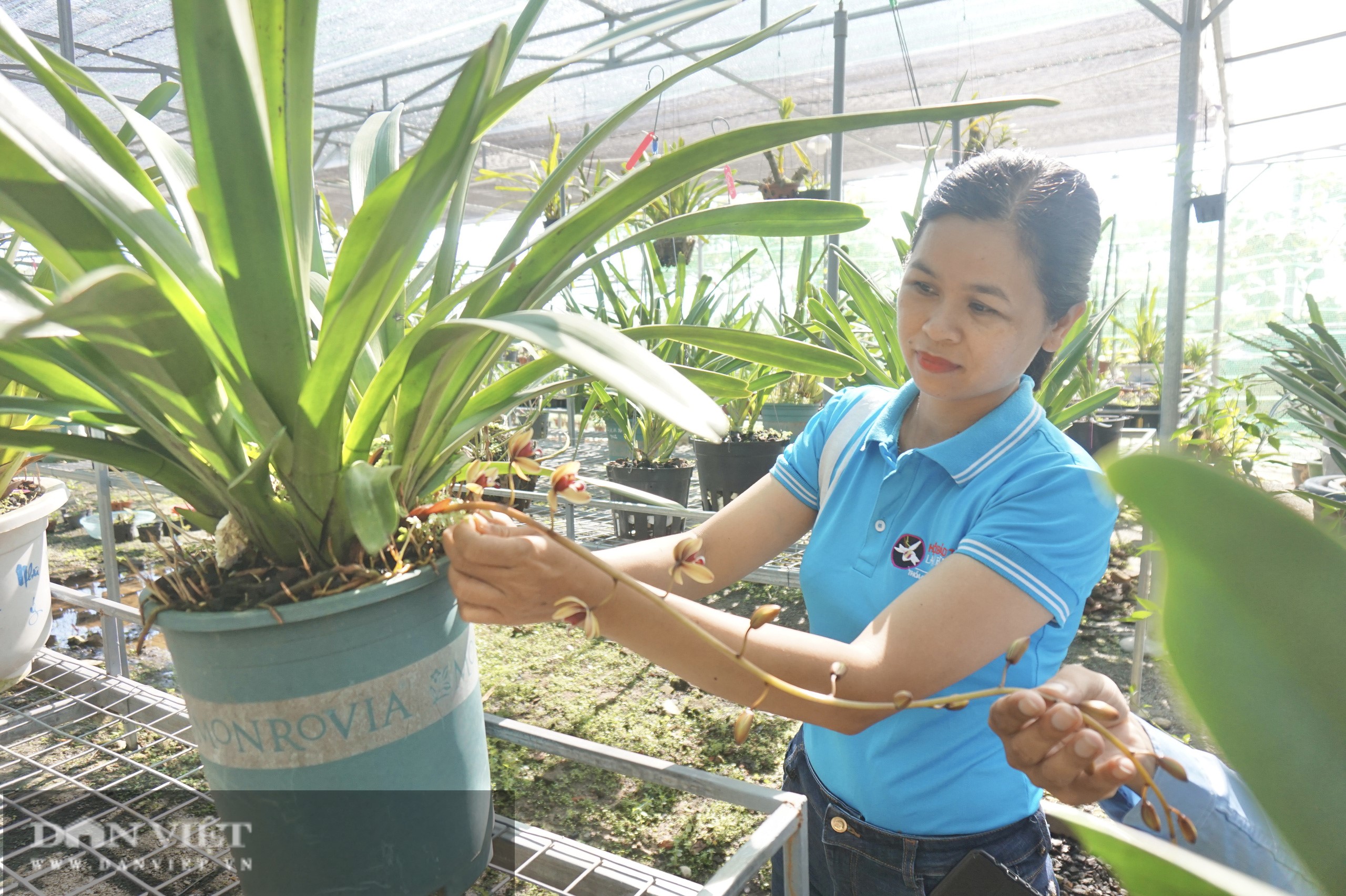 Một nông dân ở Đà Nẵng ứng dụng công nghệ trồng lan rừng quý hiếm đạt hiệu quả cao, vườn đẹp như phim - Ảnh 1.