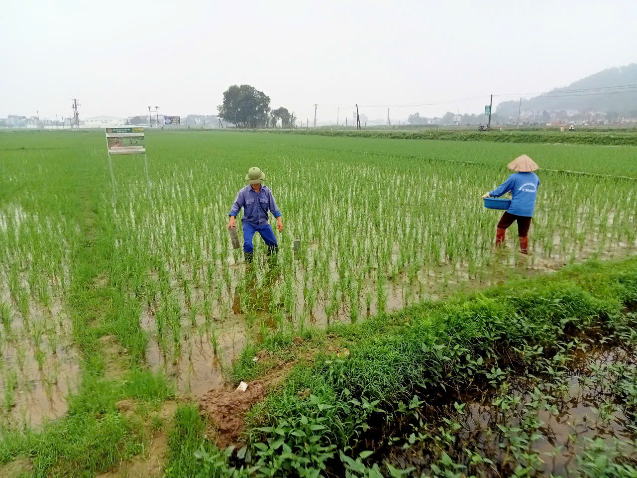 Nữ nông dân giỏi canh tác lúa thân thiện với môi trường kéo cả làng cùng làm theo ở Bắc Giang - Ảnh 2.