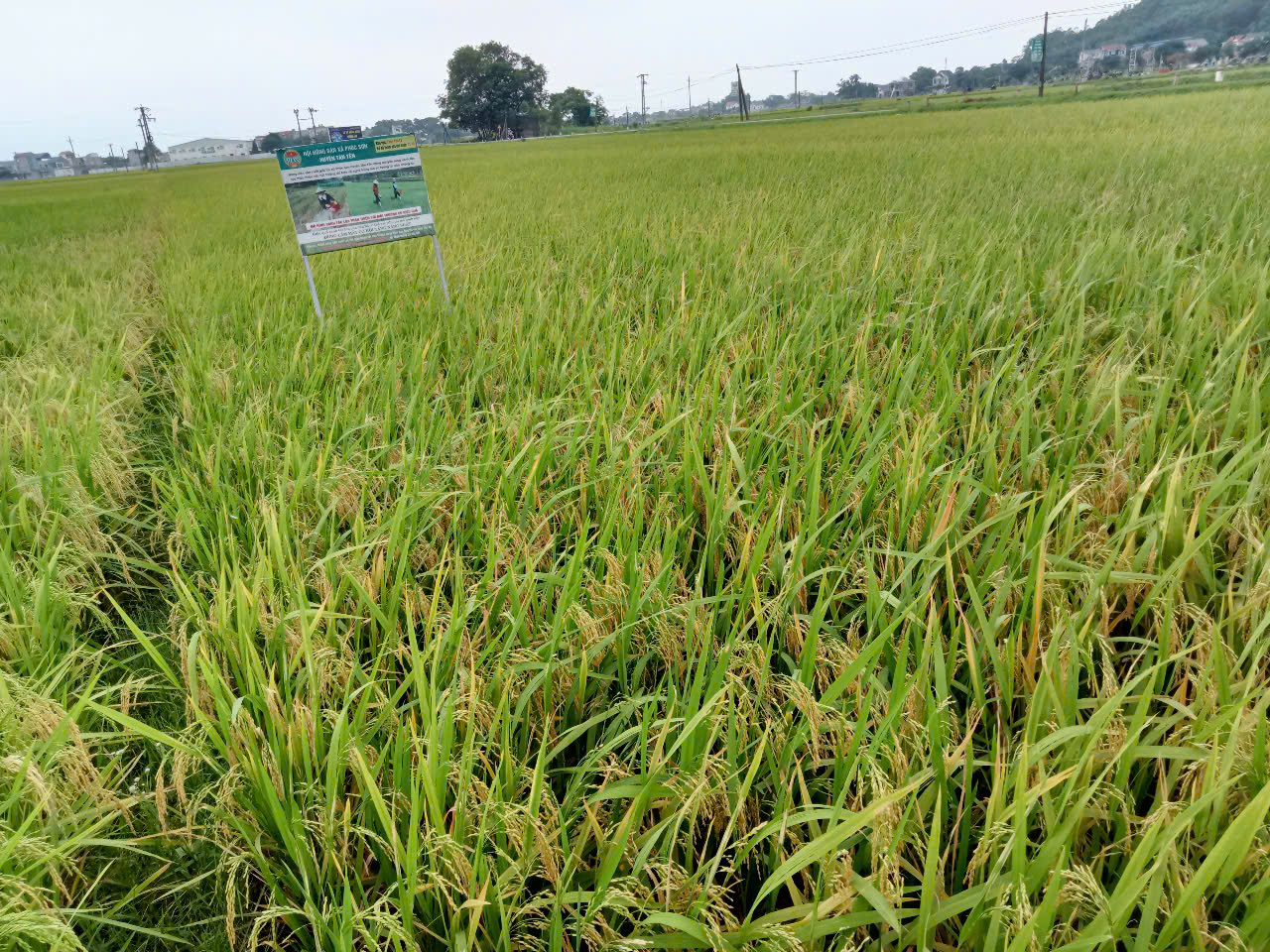 Nữ nông dân giỏi canh tác lúa thân thiện với môi trường kéo cả làng cùng làm theo ở Bắc Giang - Ảnh 4.