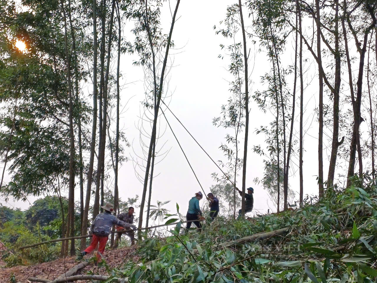 Phát triển kinh tế đồi rừng, nhiều hộ dân ở một xã của Thái Nguyên có đời sống khá giả - Ảnh 4.