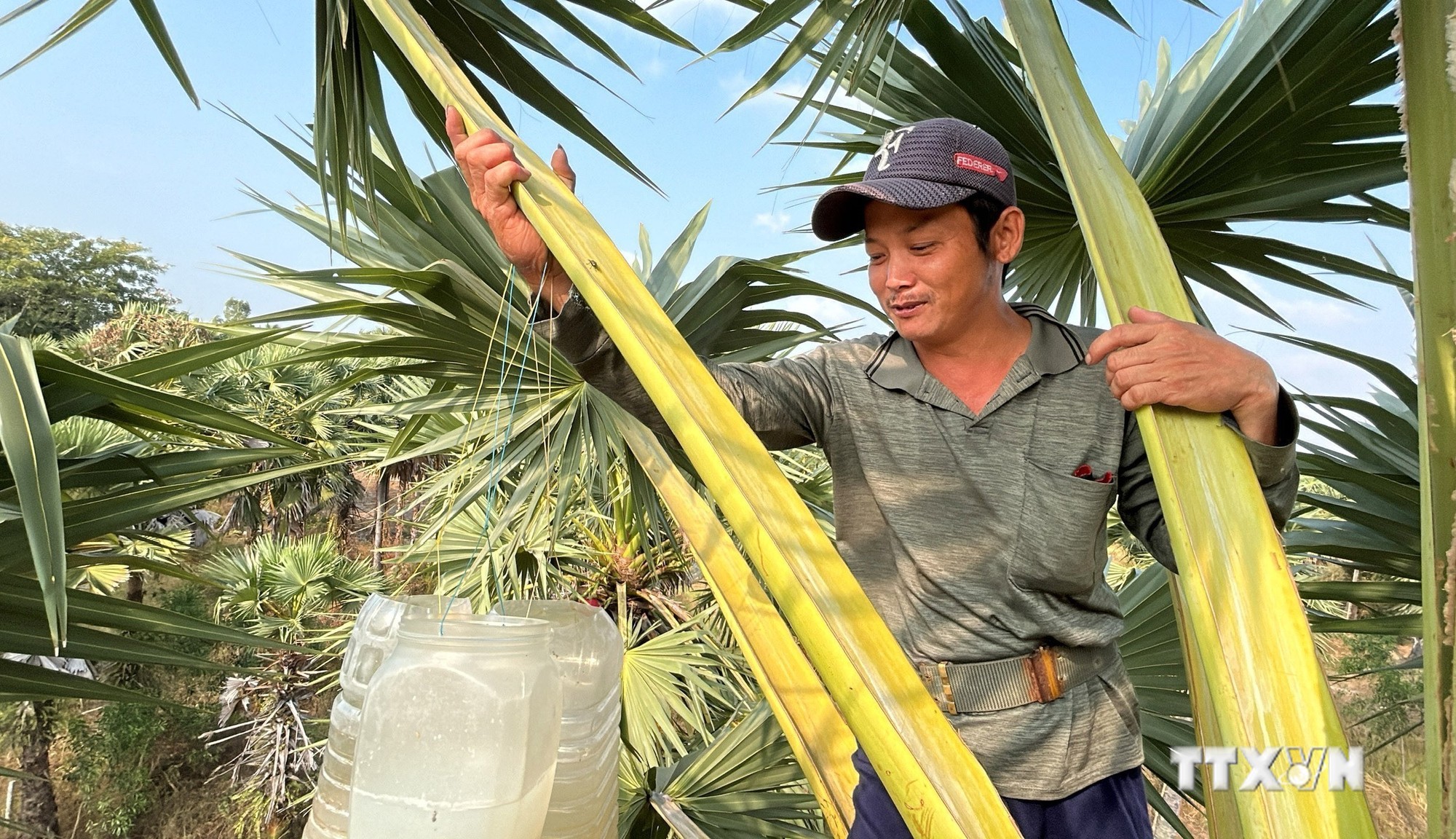 Nghề làm đường thốt nốt được công nhận Di sản Văn hóa phi vật thể Quốc gia - Ảnh 3.