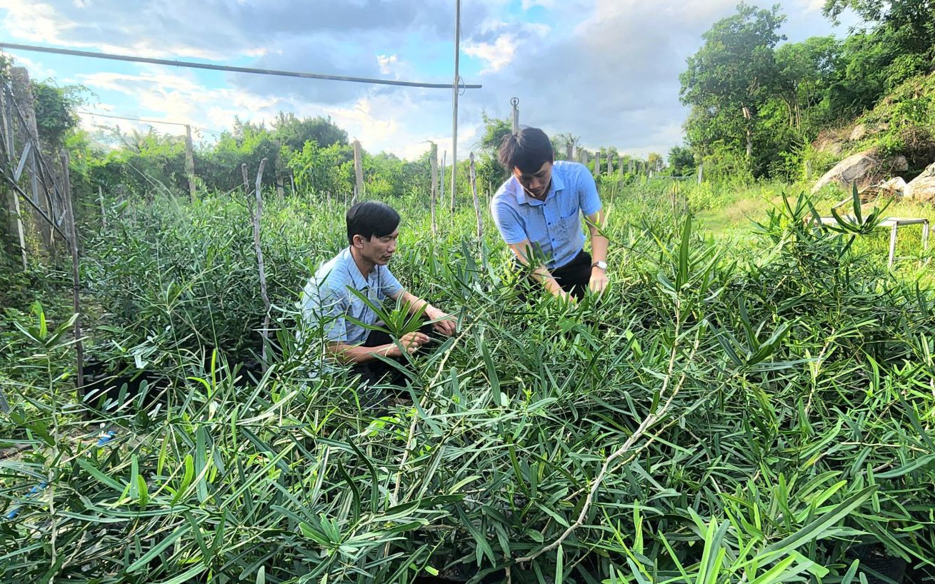 Làng cổ còn vô số nhà cổ ở Quảng Nam là nơi làm điểm xây dựng khu dân nông thôn mới kiểu mẫu - Ảnh 4.