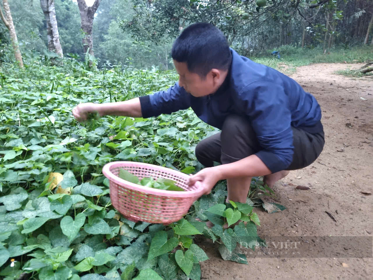 Cuộc sống “3 không” của những người bảo vệ rừng ở Thanh Hóa - Ảnh 2.