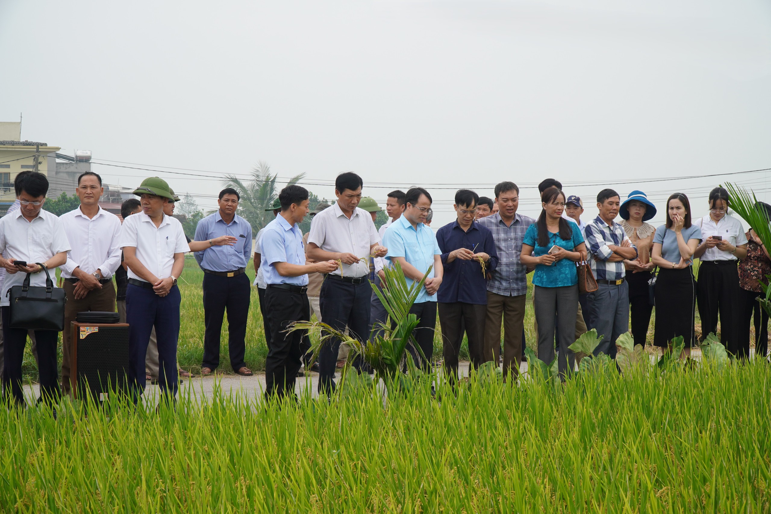 Nông dân thị xã Việt Yên, tỉnh Bắc Giang thay đổi nhận thức khi tham gia canh tác lúa thân thiện với môi trường - Ảnh 1.