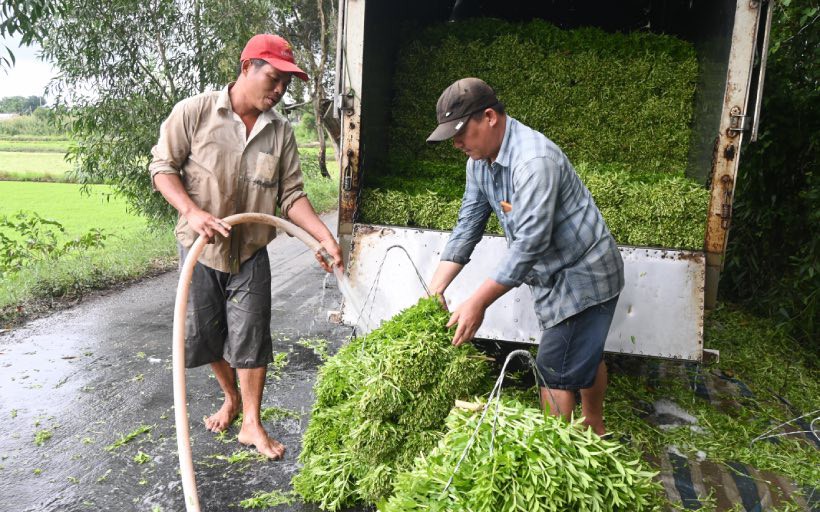 Kỳ lạ, một ông nông dân Hậu Giang 93 tuổi, cả đời miệt mài trồng tre, người ta đang kéo đến xem - Ảnh 1.