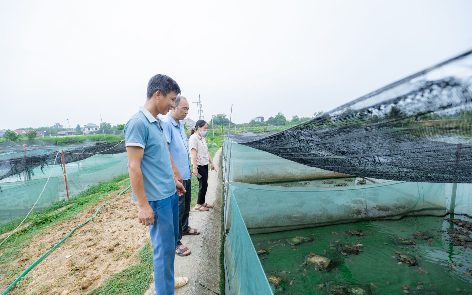 Nuôi la liệt chim trĩ là động vật hoang dã có tên trong sách Đỏ, một người Hà Tĩnh bán 6 triệu/cặp - Ảnh 8.