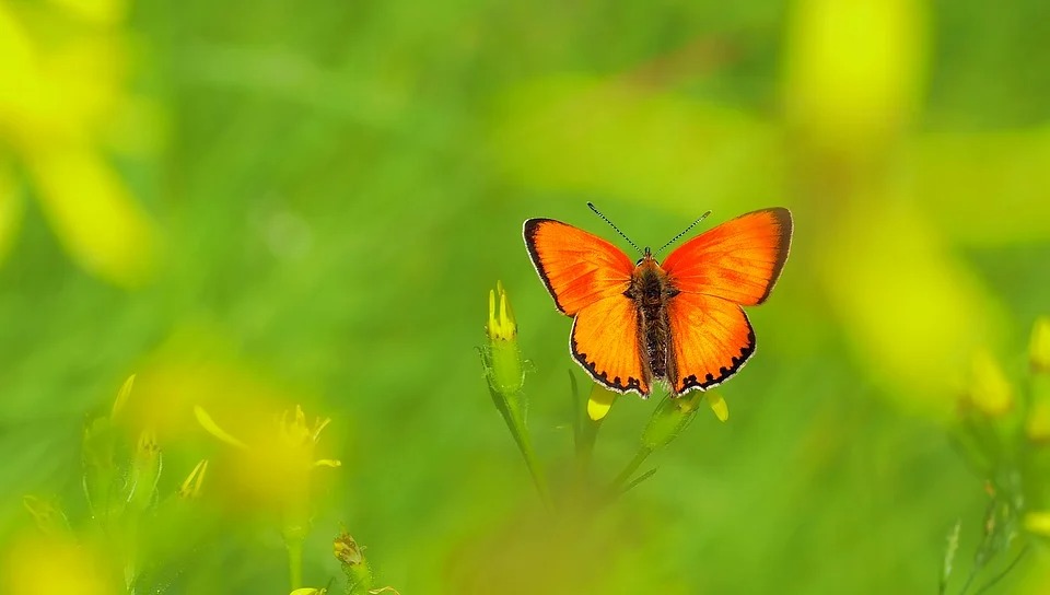 Người sinh 3 tháng Âm lịch này đường đời được quý nhân trợ giúp, hậu vận an nhàn, sung túc - Ảnh 3.