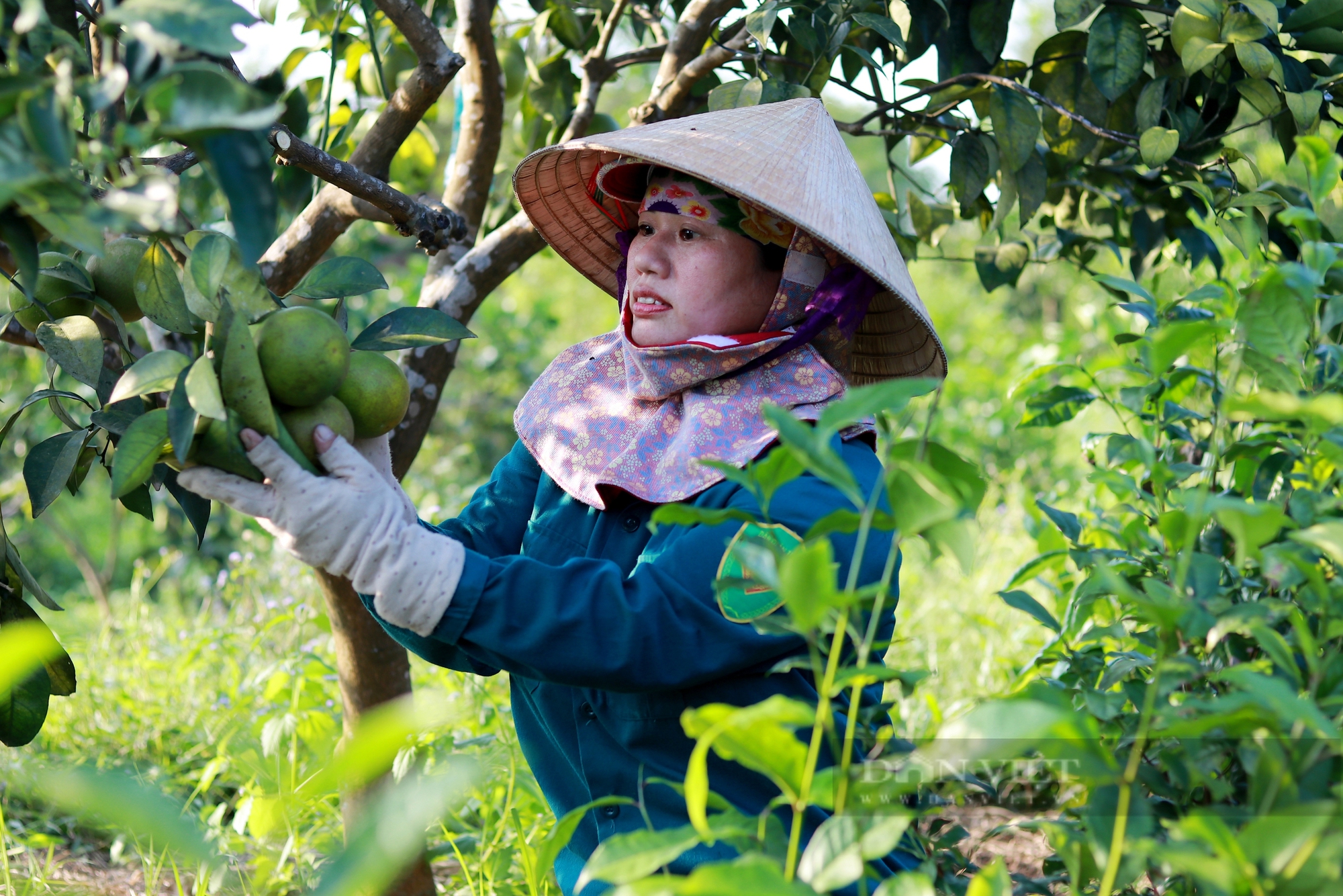 Hà Tĩnh: Cam Thượng Lộc được mùa lại giá cao chưa từng có, nông dân chạm đâu cũng thấy tiền - Ảnh 12.