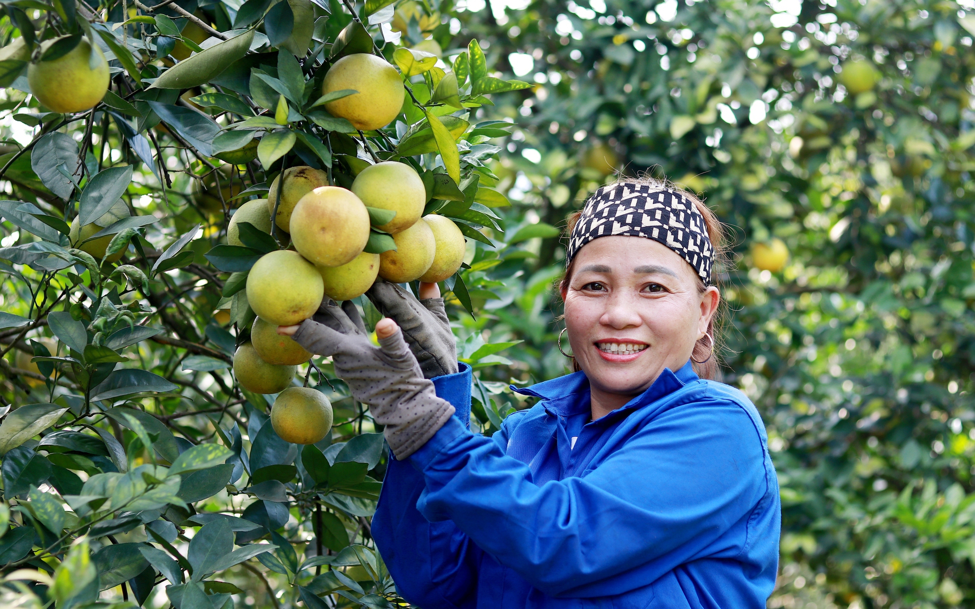 Con chồn hương là động vật hoang dã tỏa mùi hương, nuôi thành công ở Hà Tĩnh, bán 12 triệu/cặp - Ảnh 1.