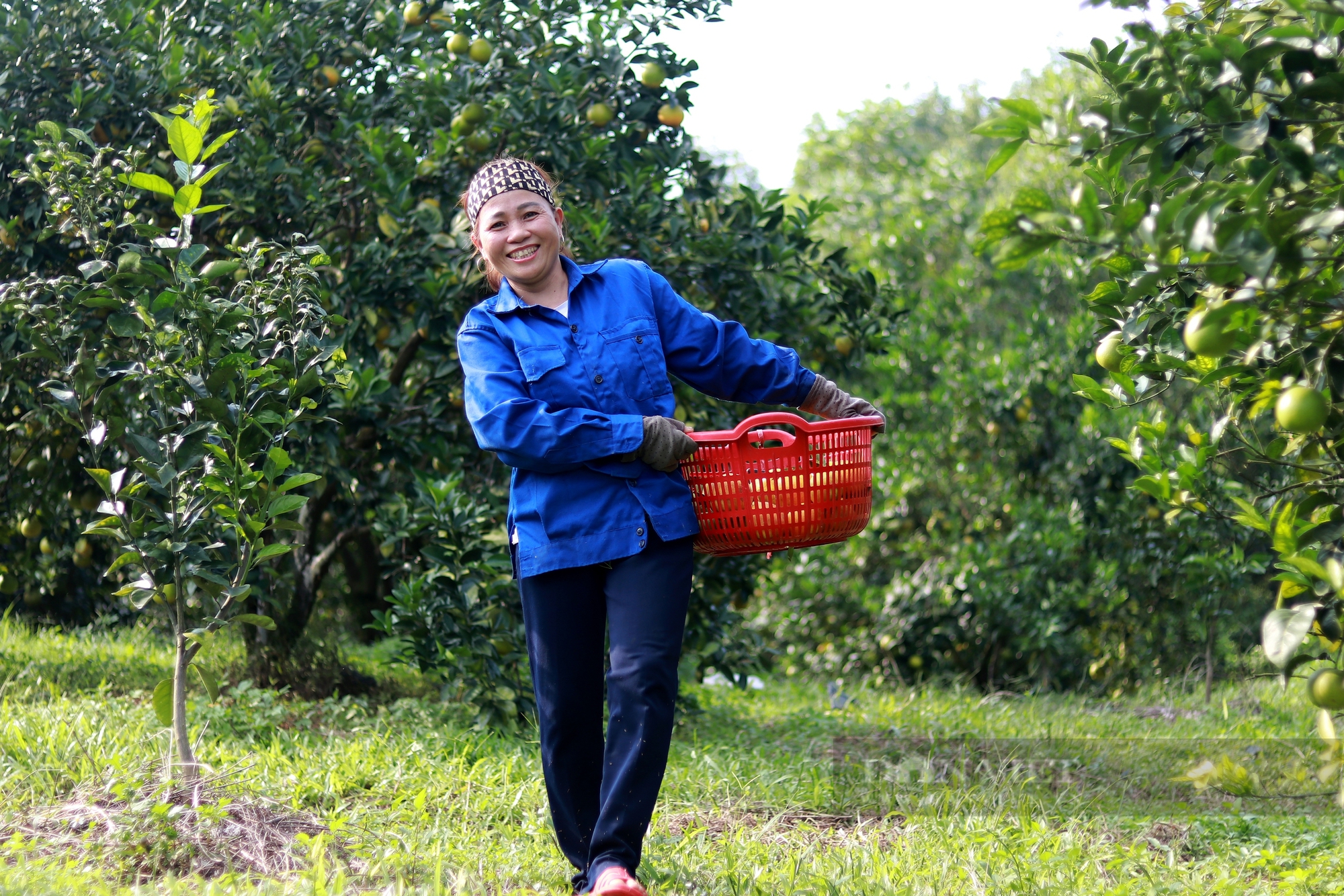 Hà Tĩnh: Cam Thượng Lộc được mùa lại giá cao chưa từng có, nông dân chạm đâu cũng thấy tiền - Ảnh 5.