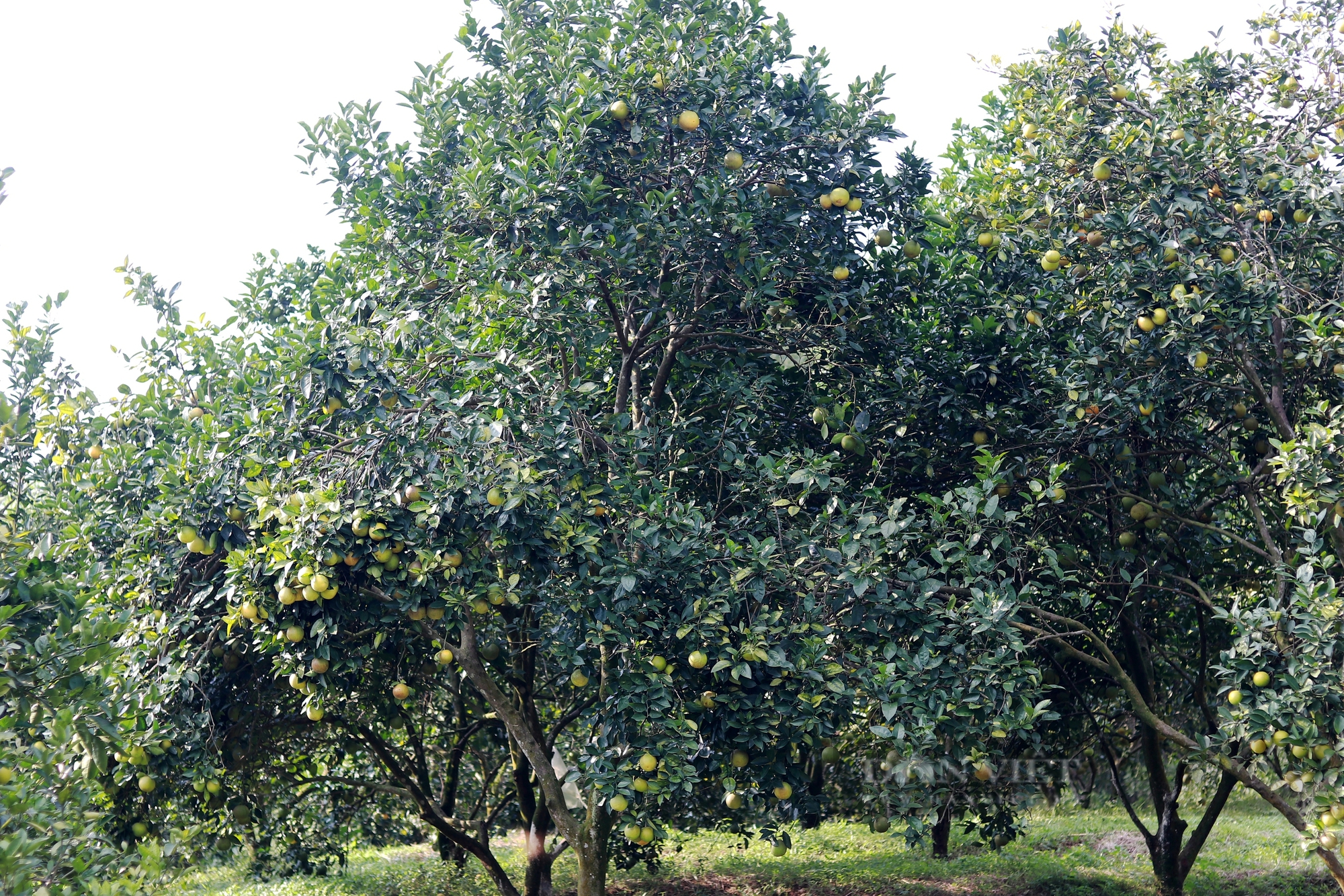 Hà Tĩnh: Cam Thượng Lộc được mùa lại giá cao chưa từng có, nông dân chạm đâu cũng thấy tiền - Ảnh 7.