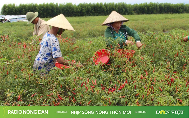 Nhịp sống nông thôn mới ngày 4/11/2024 - Ảnh 1.