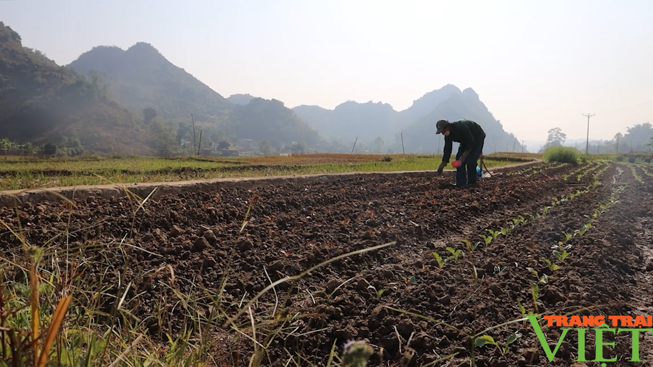 Sơn La: Trồng cây vụ đông theo hướng an toàn, hiệu quả- Ảnh 1.