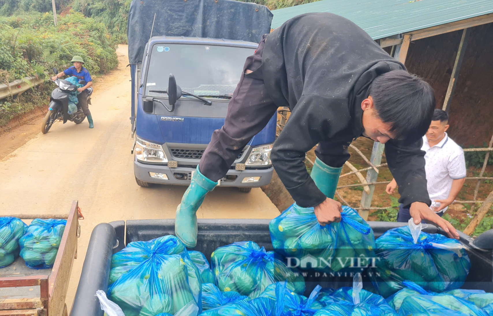 Trồng loại dây leo quả lúc lỉu như chuông, một HTX ở Yên Bái thu 7 tấn quả mỗi ngày - Ảnh 8.