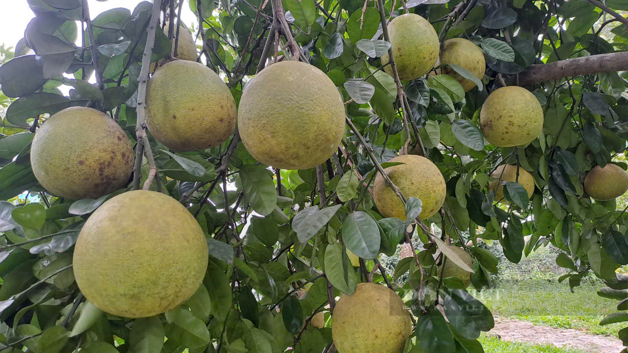 Thái Nguyên: Trên trồng cây ăn quả, dưới thả gà, cây tốt, quả ngon ngọt, lại không mất công làm cỏ - Ảnh 3.