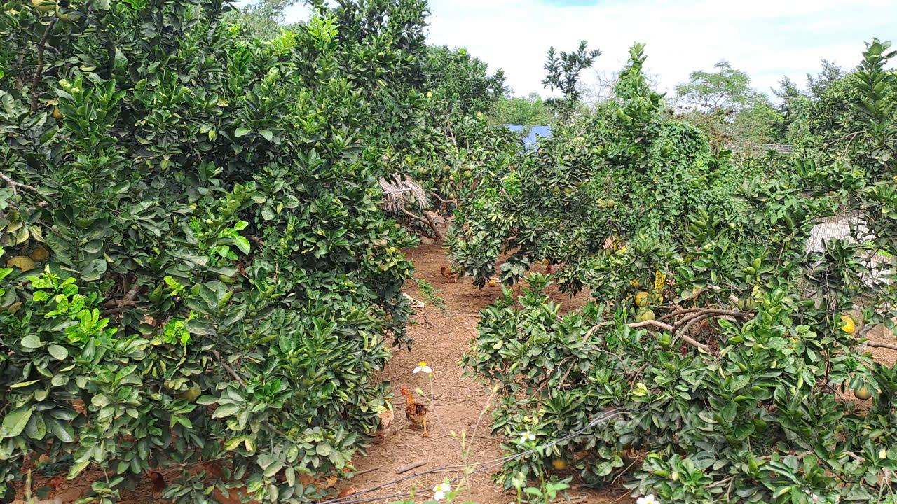 Thái Nguyên: Trên trồng cây ăn quả, dưới thả gà, cây tốt, quả ngon ngọt, lại không mất công làm cỏ - Ảnh 2.