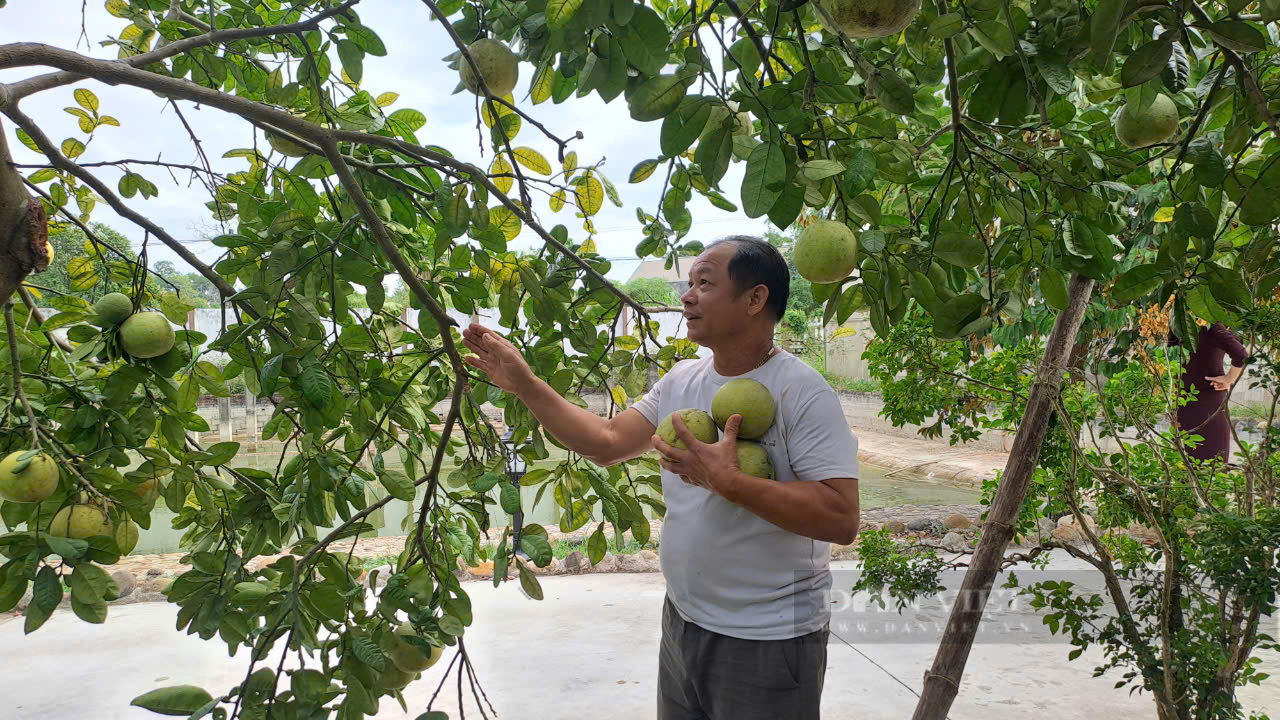 Thái Nguyên: Trên trồng cây ăn quả, dưới thả gà, cây tốt, quả ngon ngọt, lại không mất công làm cỏ - Ảnh 5.