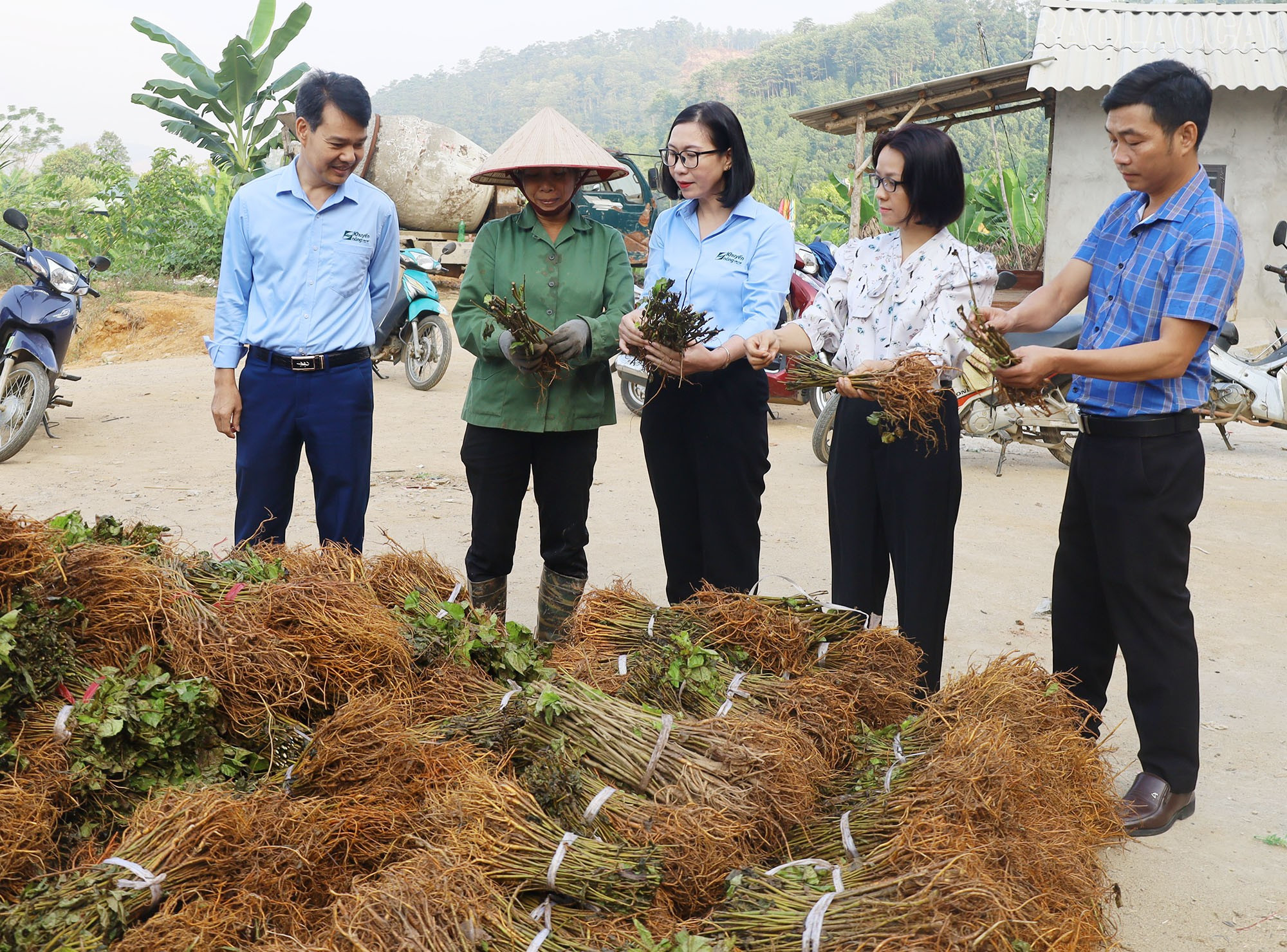 Trao hàng trăm nghìn cây dâu giống hỗ trợ nông dân vùng lũ Lào Cai khôi phục sản xuất- Ảnh 1.