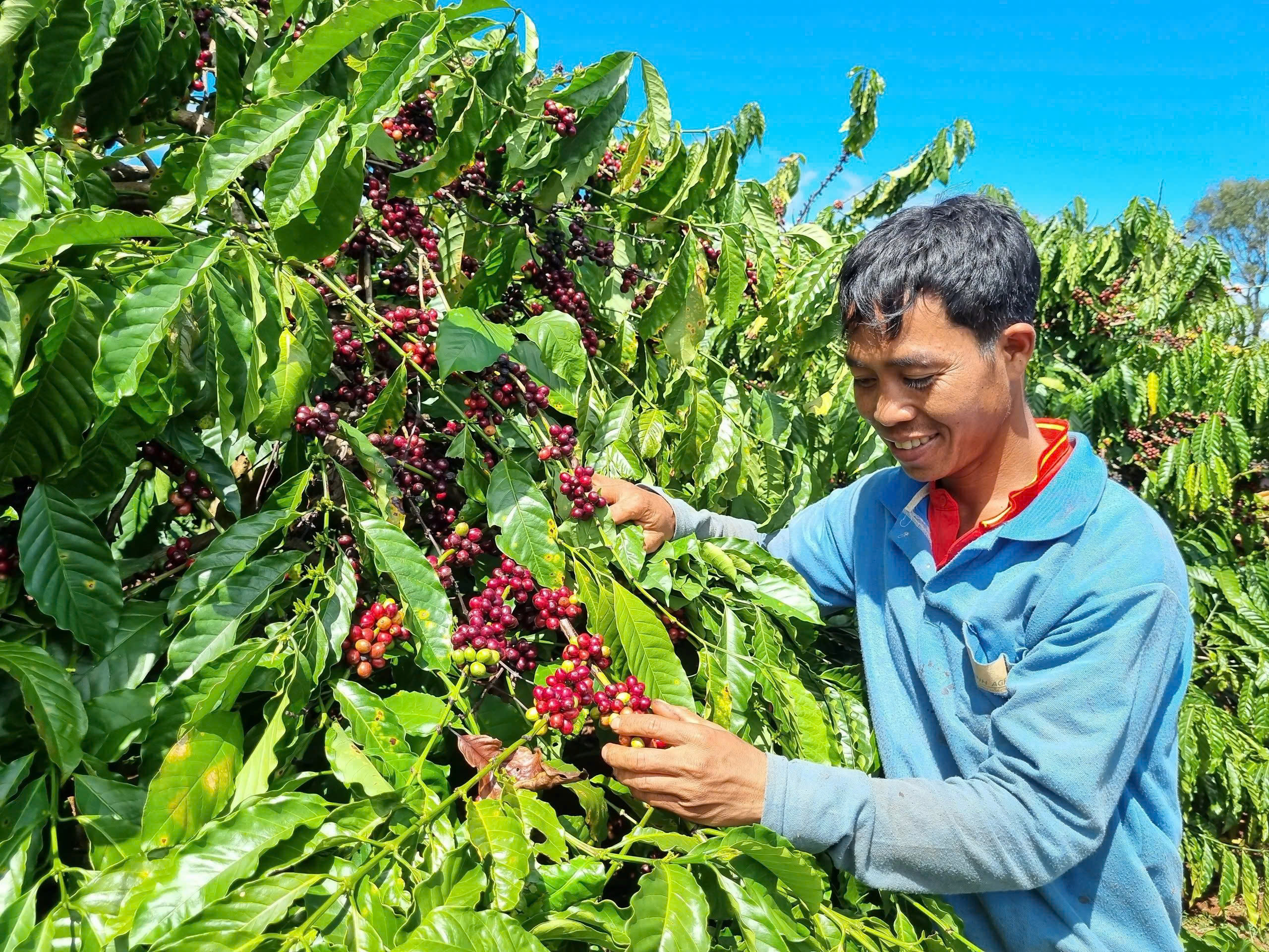 Mua bán cà phê trên sàn giao dịch như thế nào? - Ảnh 2.