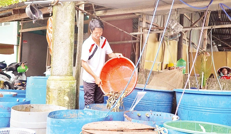 Sản vật mùa nước nổi Đồng Tháp, hễ ra chợ là thấy cá linh, cá lóc đồng, cá chốt, lươn đồng từ sáng tới chiều - Ảnh 1.