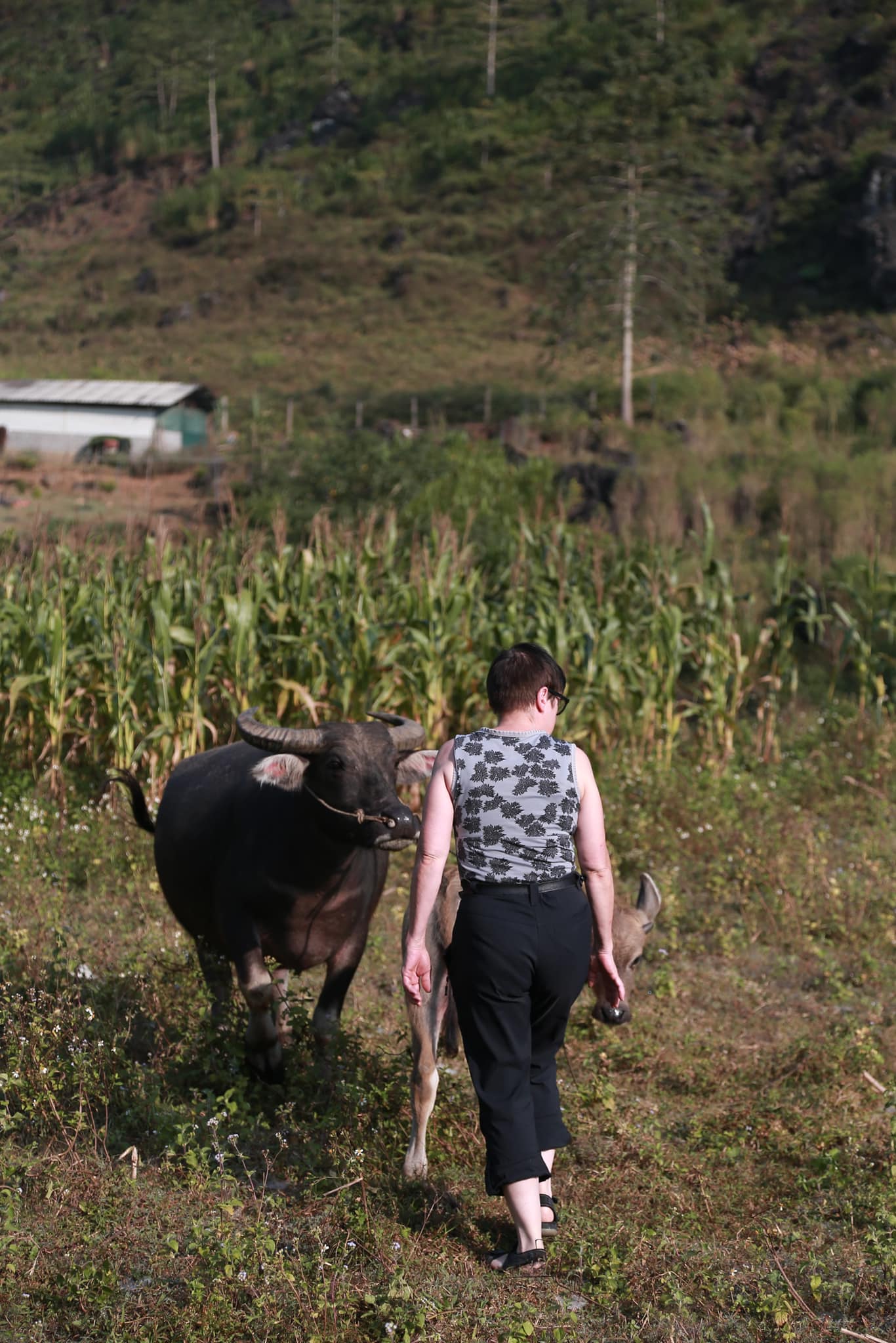 Khách tây thích thú chăn trâu ở Hà Giang  - Ảnh 4.