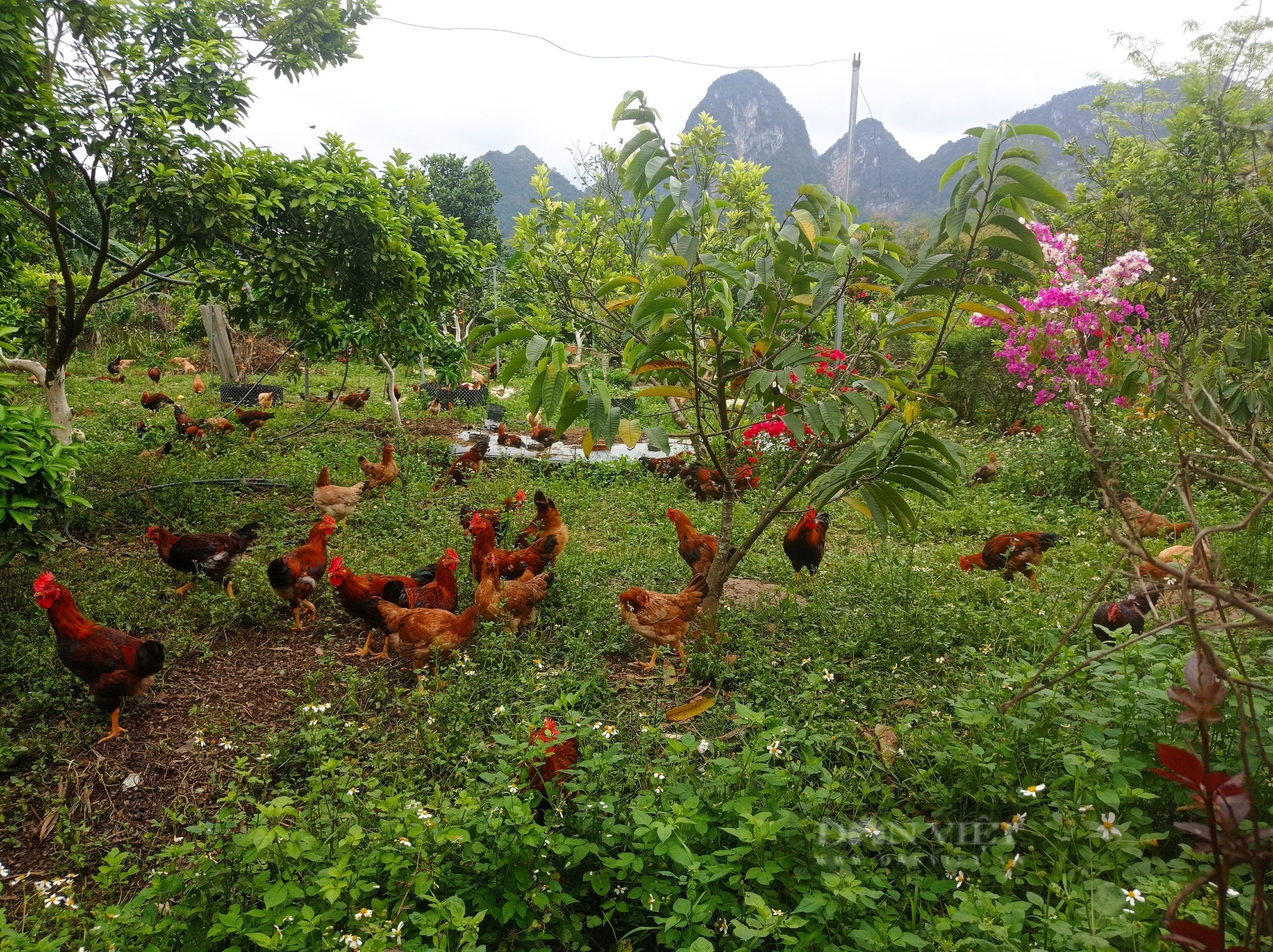 Đến Farmstay Vườn Thơm, du khách đắm mình trong bầu không khí thiên nhiên trong lành đầy hoa thơm, quả ngon nổi tiếng - Ảnh 4.