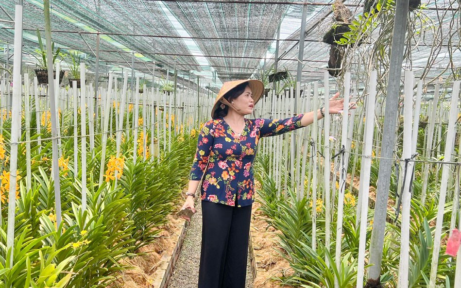 Đây là nơi trồng khoai mài-cây củ mài nhiều nhất ở Bà Rịa-Vũng Tàu, nhà nào đào lên bán là trúng - Ảnh 9.