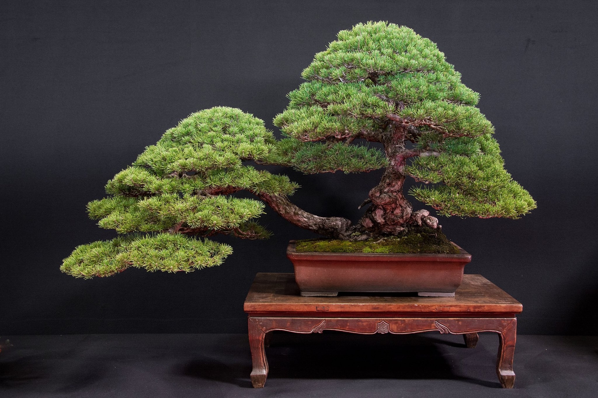 Cây cảnh bonsai đắt nhất thế giới, giá hàng triệu đô, sống nghìn năm, vật báu gia truyền chiêu may, rước lộc- Ảnh 5.