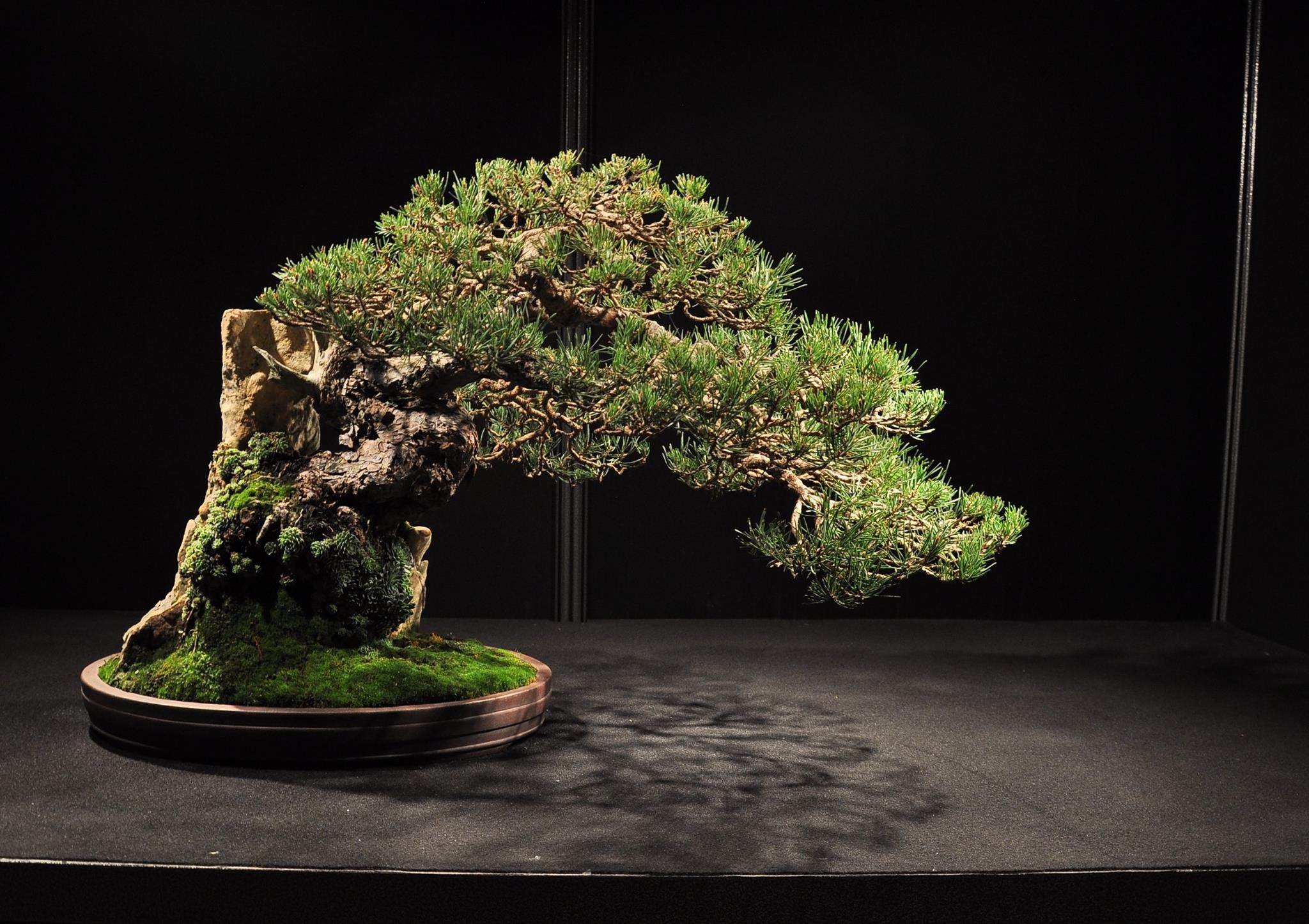 Cây cảnh bonsai đắt nhất thế giới, giá hàng triệu đô, sống nghìn năm, vật báu gia truyền chiêu may, rước lộc- Ảnh 11.