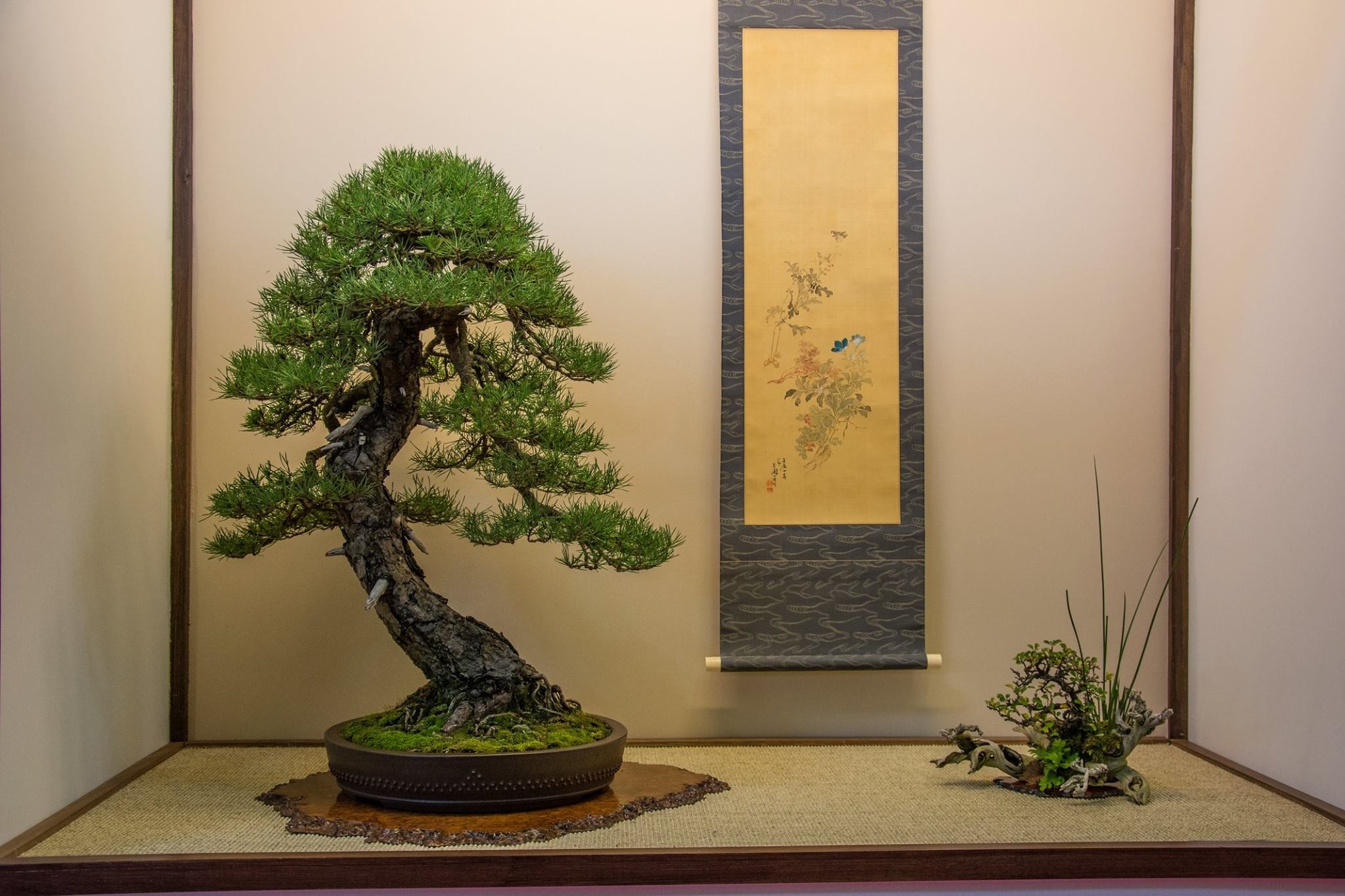 Cây cảnh bonsai đắt nhất thế giới, giá hàng triệu đô, sống nghìn năm, vật báu gia truyền chiêu may, rước lộc- Ảnh 6.