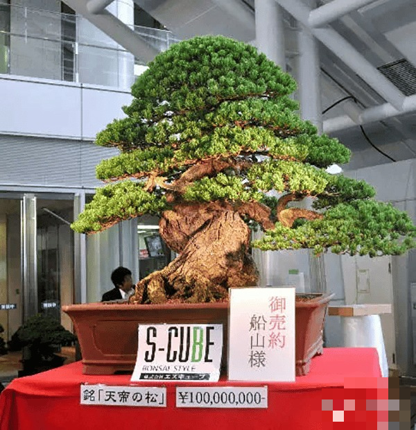 Cây cảnh bonsai đắt nhất thế giới, giá hàng triệu đô, sống nghìn năm, vật báu gia truyền chiêu may, rước lộc- Ảnh 1.