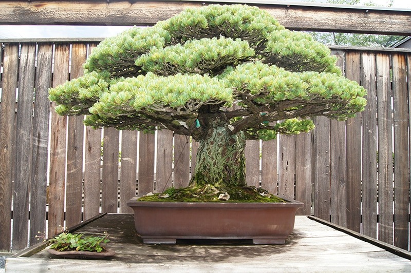 Cây cảnh bonsai đắt nhất thế giới, giá hàng triệu đô, sống nghìn năm, vật báu gia truyền chiêu may, rước lộc- Ảnh 2.