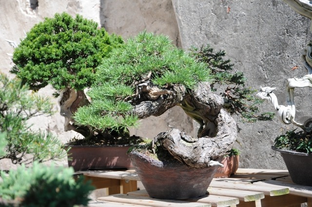 Cây cảnh bonsai đắt nhất thế giới, giá hàng triệu đô, sống nghìn năm, vật báu gia truyền chiêu may, rước lộc- Ảnh 12.