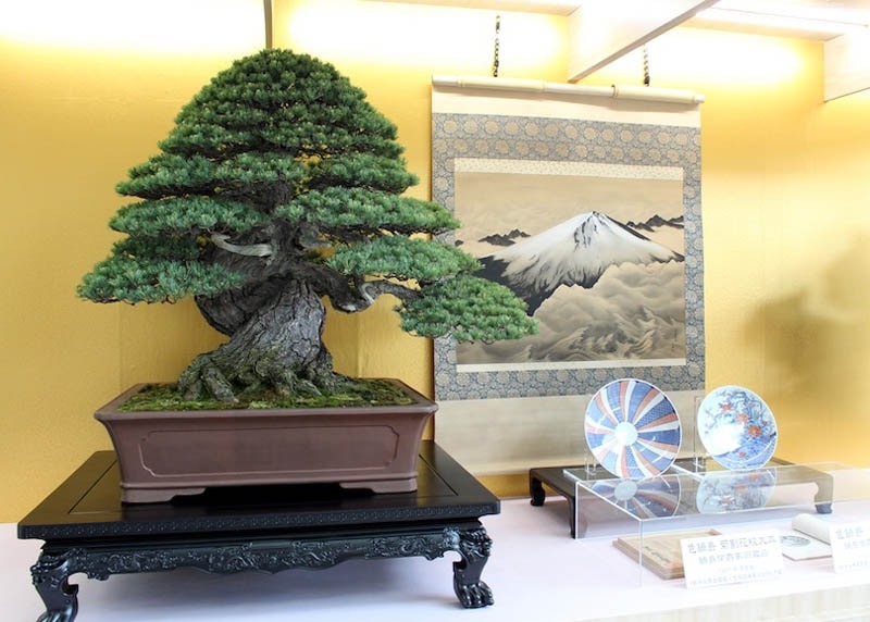 Cây cảnh bonsai đắt nhất thế giới, giá hàng triệu đô, sống nghìn năm, vật báu gia truyền chiêu may, rước lộc- Ảnh 14.