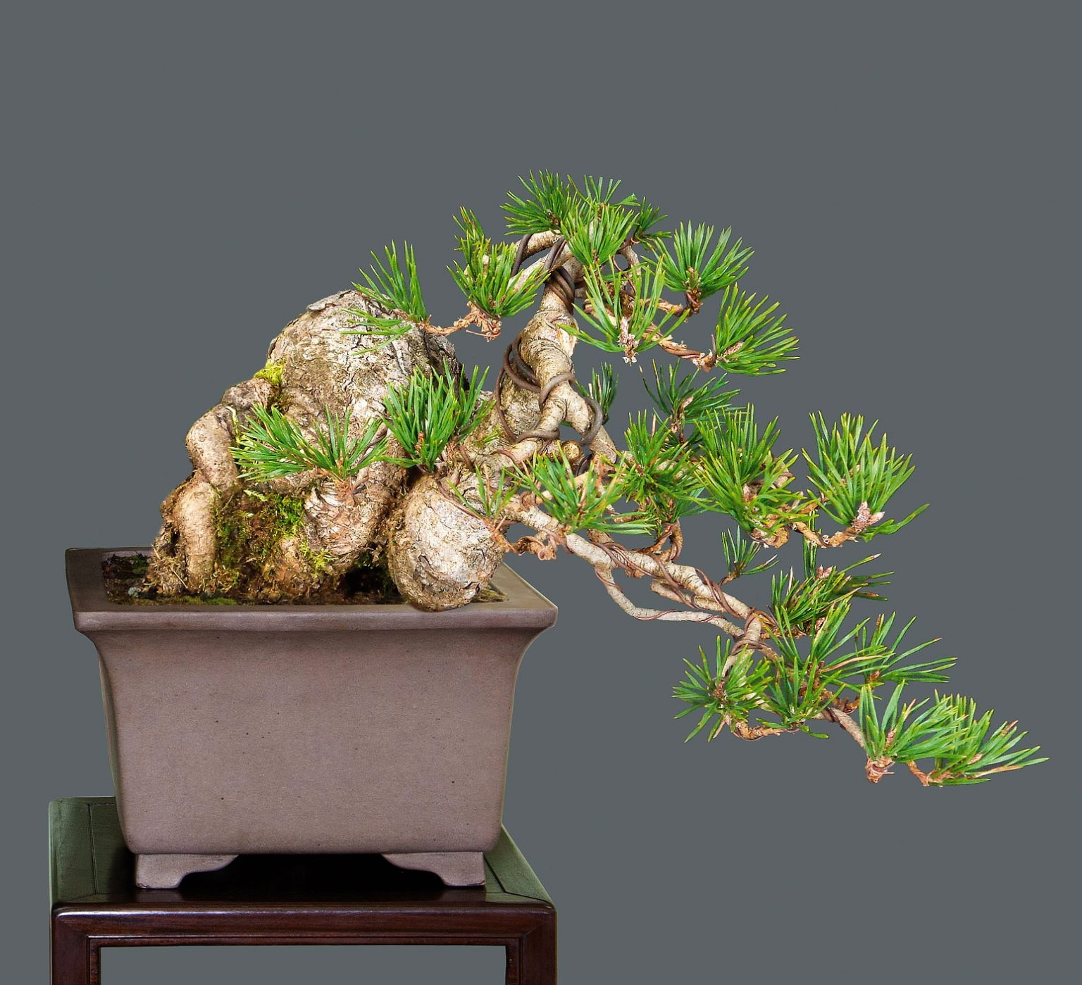 Cây cảnh bonsai đắt nhất thế giới, giá hàng triệu đô, sống nghìn năm, vật báu gia truyền chiêu may, rước lộc- Ảnh 4.