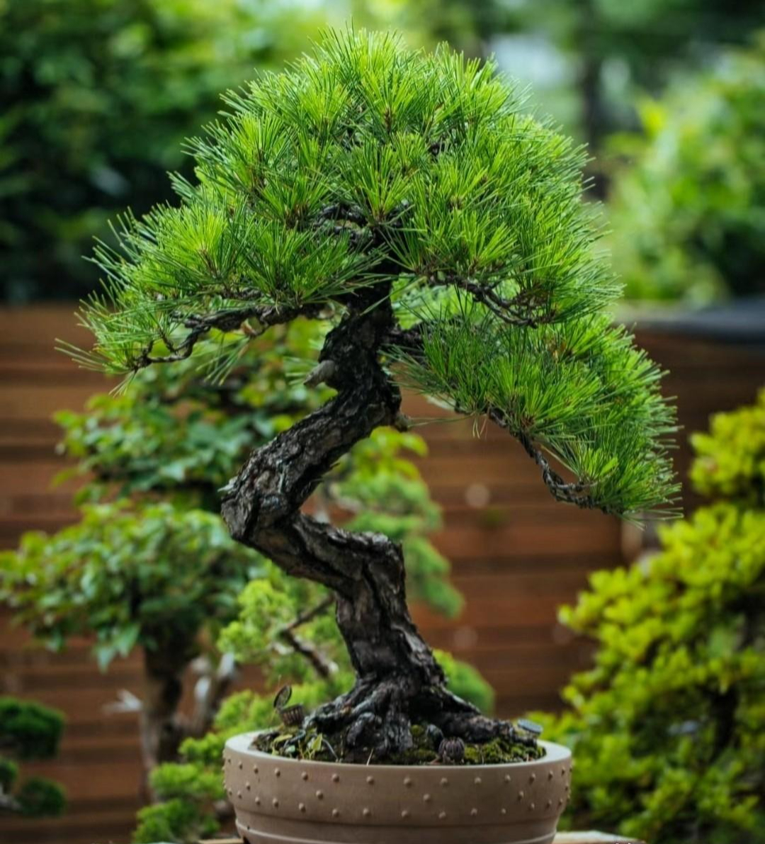 Cây cảnh bonsai đắt nhất thế giới, giá hàng triệu đô, sống nghìn năm, vật báu gia truyền chiêu may, rước lộc- Ảnh 9.