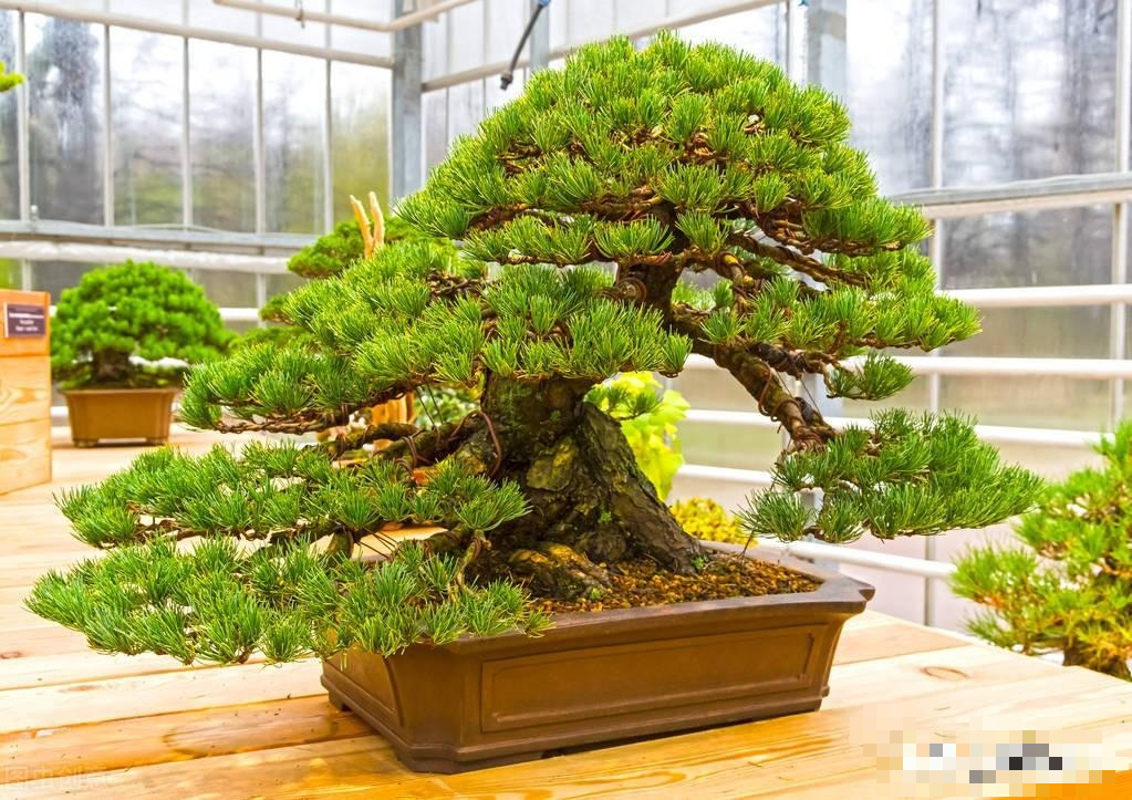 Cây cảnh bonsai đắt nhất thế giới, giá hàng triệu đô, sống nghìn năm, vật báu gia truyền chiêu may, rước lộc- Ảnh 3.