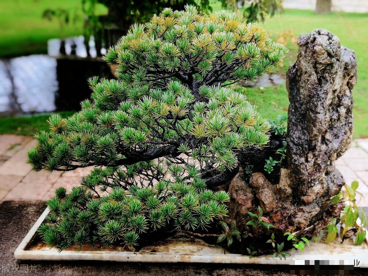 Cây cảnh bonsai đắt nhất thế giới, giá hàng triệu đô, sống nghìn năm, vật báu gia truyền chiêu may, rước lộc- Ảnh 7.