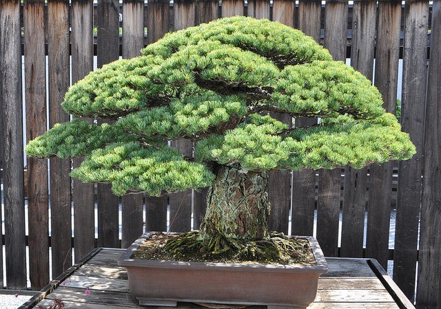 Cây cảnh bonsai đắt nhất thế giới, giá hàng triệu đô, sống nghìn năm, vật báu gia truyền chiêu may, rước lộc- Ảnh 10.