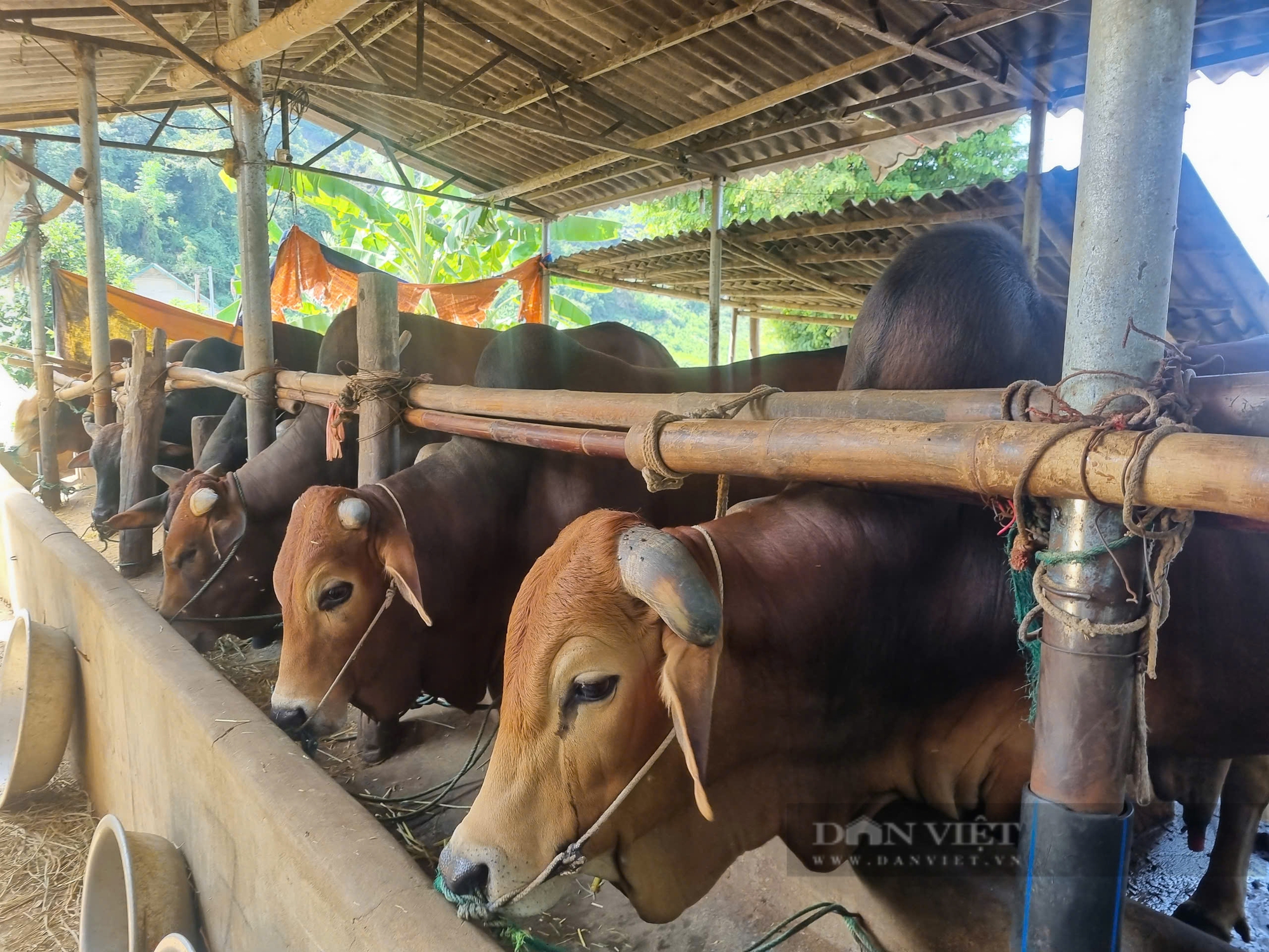 Bỏ túi hàng trăm triệu/năm nhờ trồng cây na sầu riêng kết hợp với nuôi bò vỗ béo - Ảnh 5.