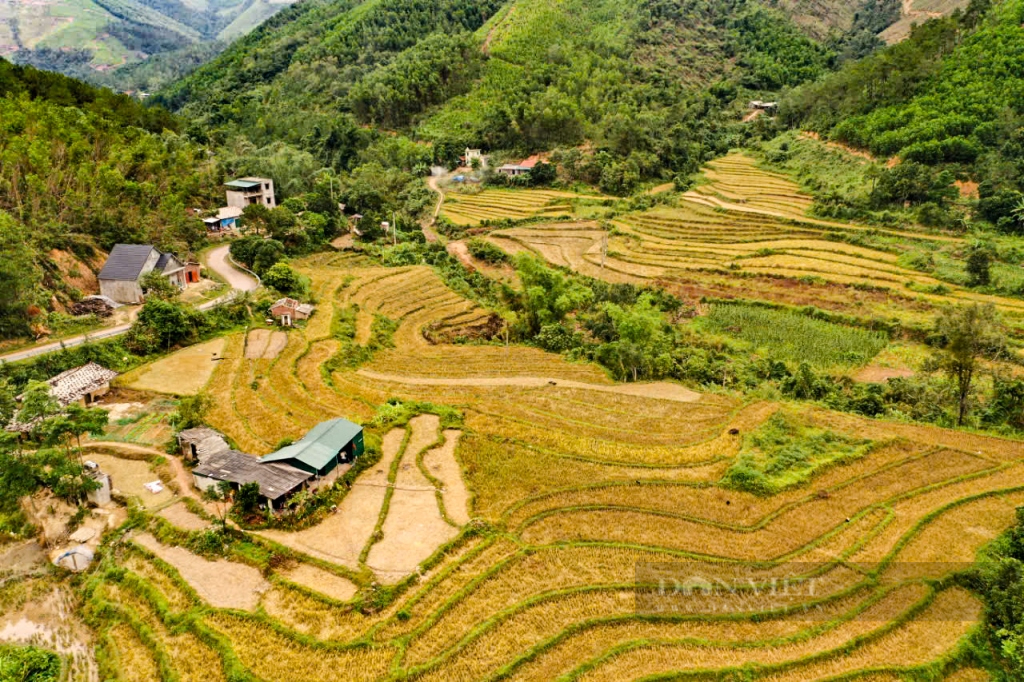 Ngắm thiên đường cỏ lau, lúa chín vàng ở huyện biên giới Bình Liêu, Quảng Ninh- Ảnh 3.