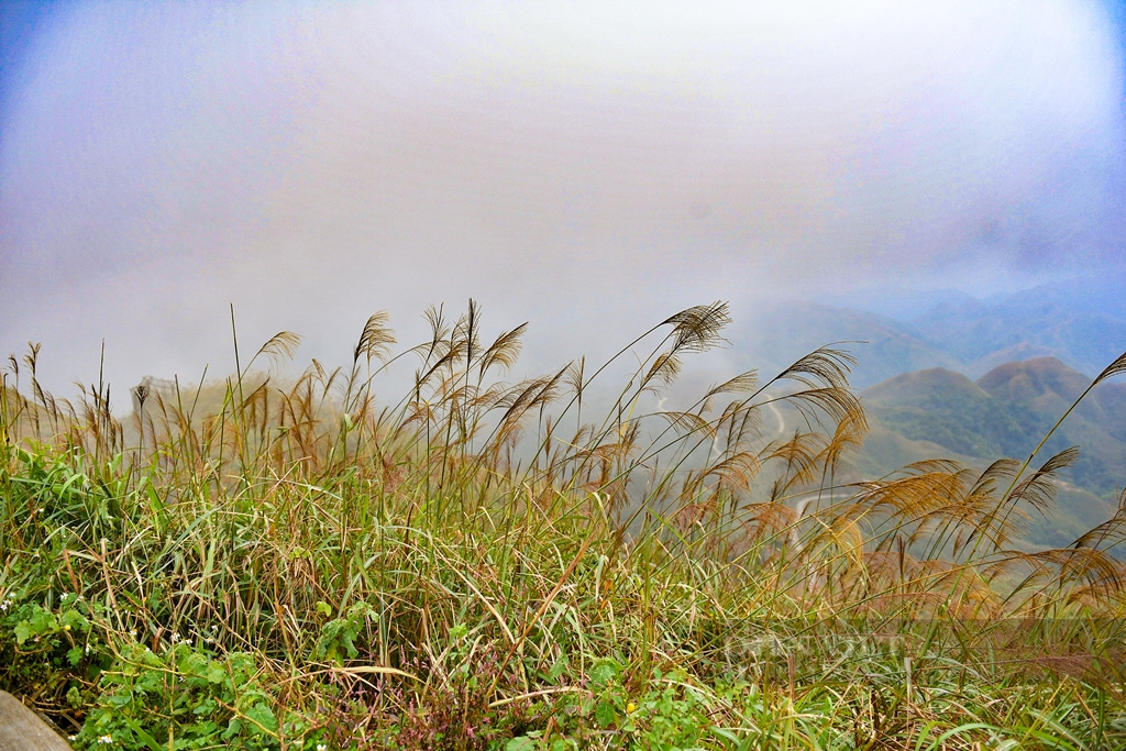 Ngắm thiên đường cỏ lau, lúa chín vàng ở huyện biên giới Bình Liêu, Quảng Ninh- Ảnh 5.