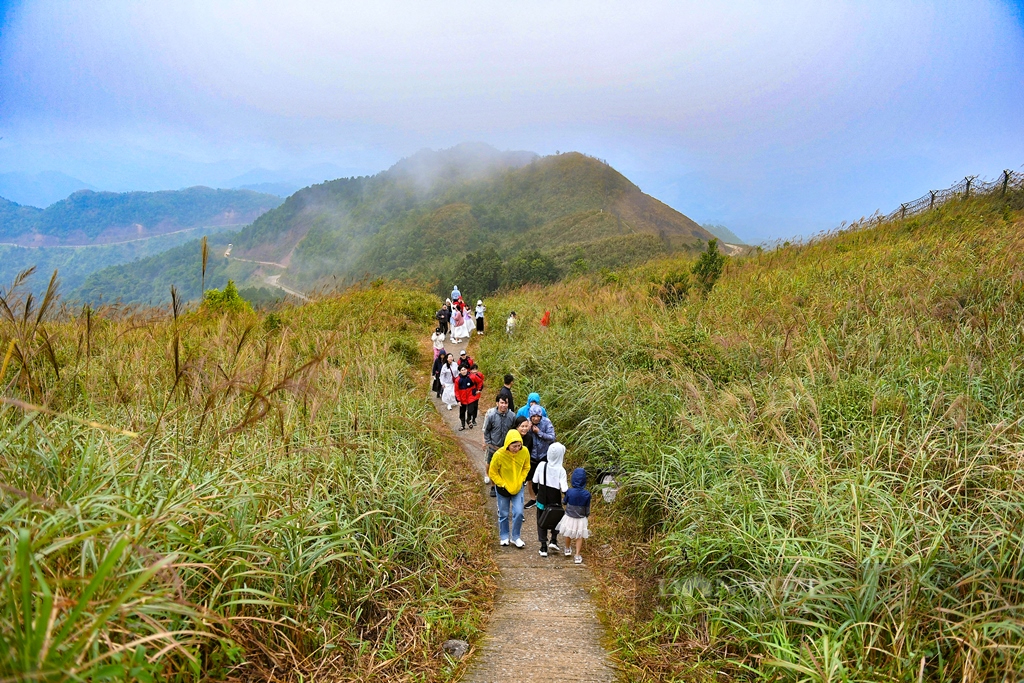 Ngắm thiên đường cỏ lau, lúa chín vàng ở huyện biên giới Bình Liêu, Quảng Ninh- Ảnh 8.