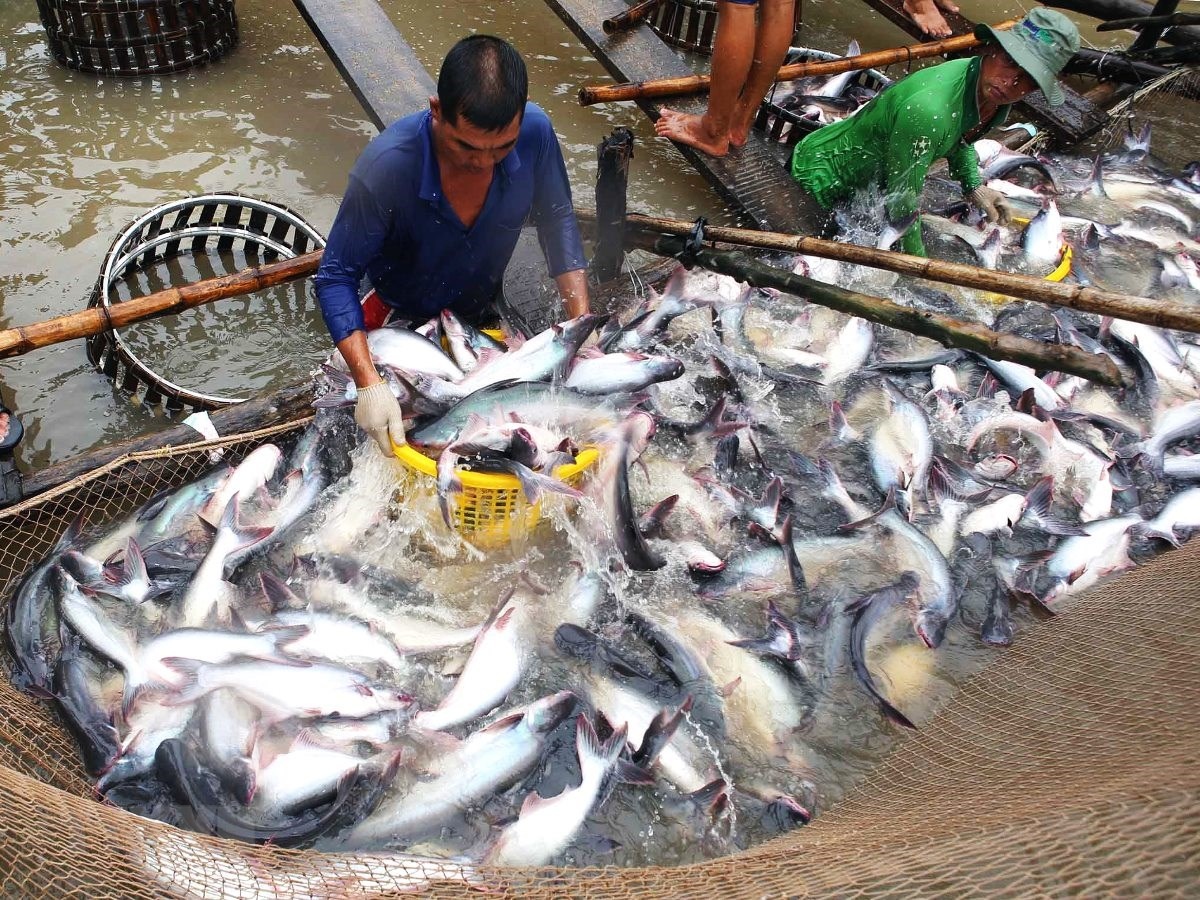 Tăng cường quản lý an toàn thực phẩm thủy sản: Càng khó càng phải quyết liệt - Ảnh 2.