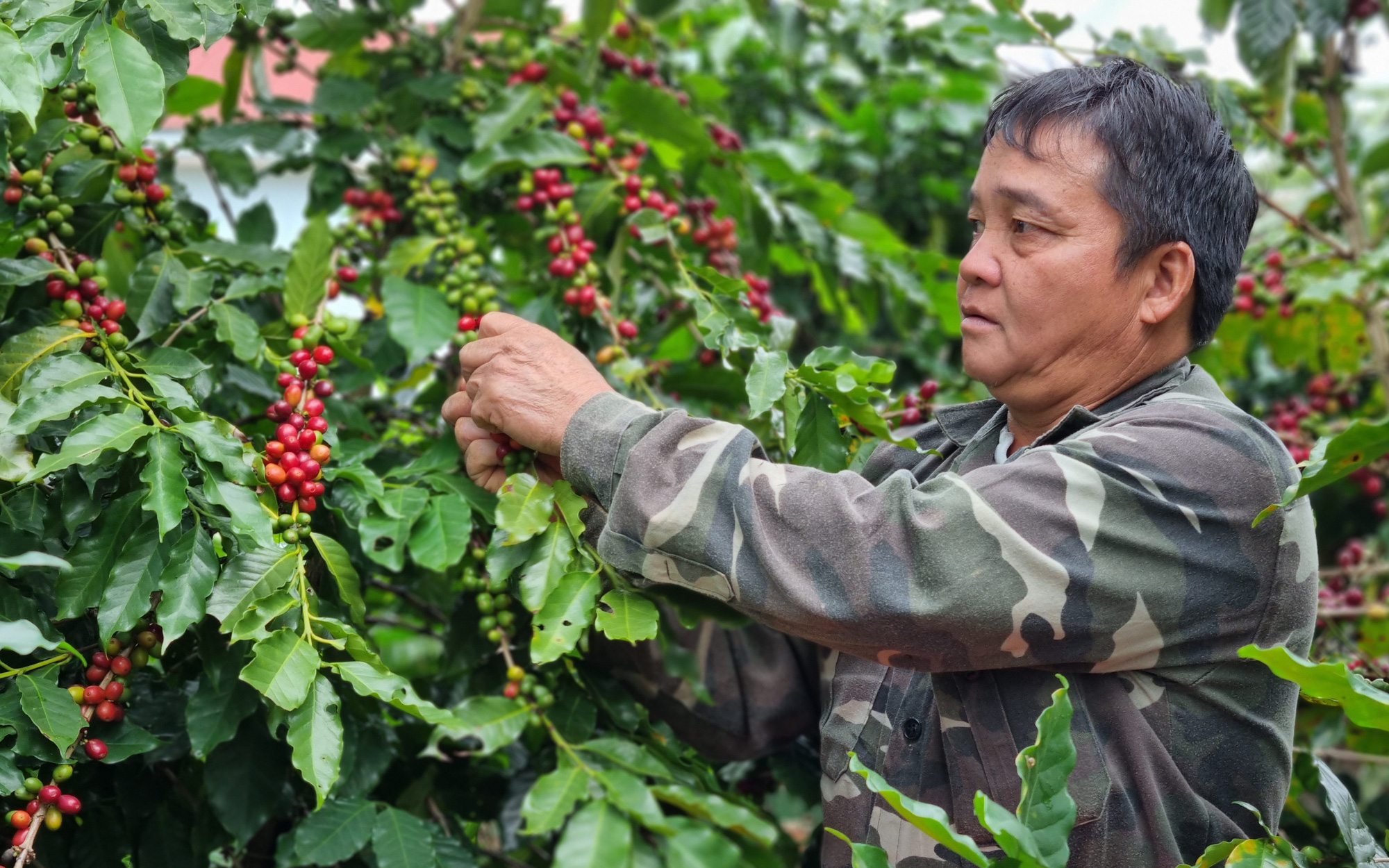 Sơn La: Chính quyền hỗ trợ, người dân chung tay, đẩy lùi dịch bệnh lở mồm long móng, giữ "đàn cơ nghiệp" - Ảnh 2.