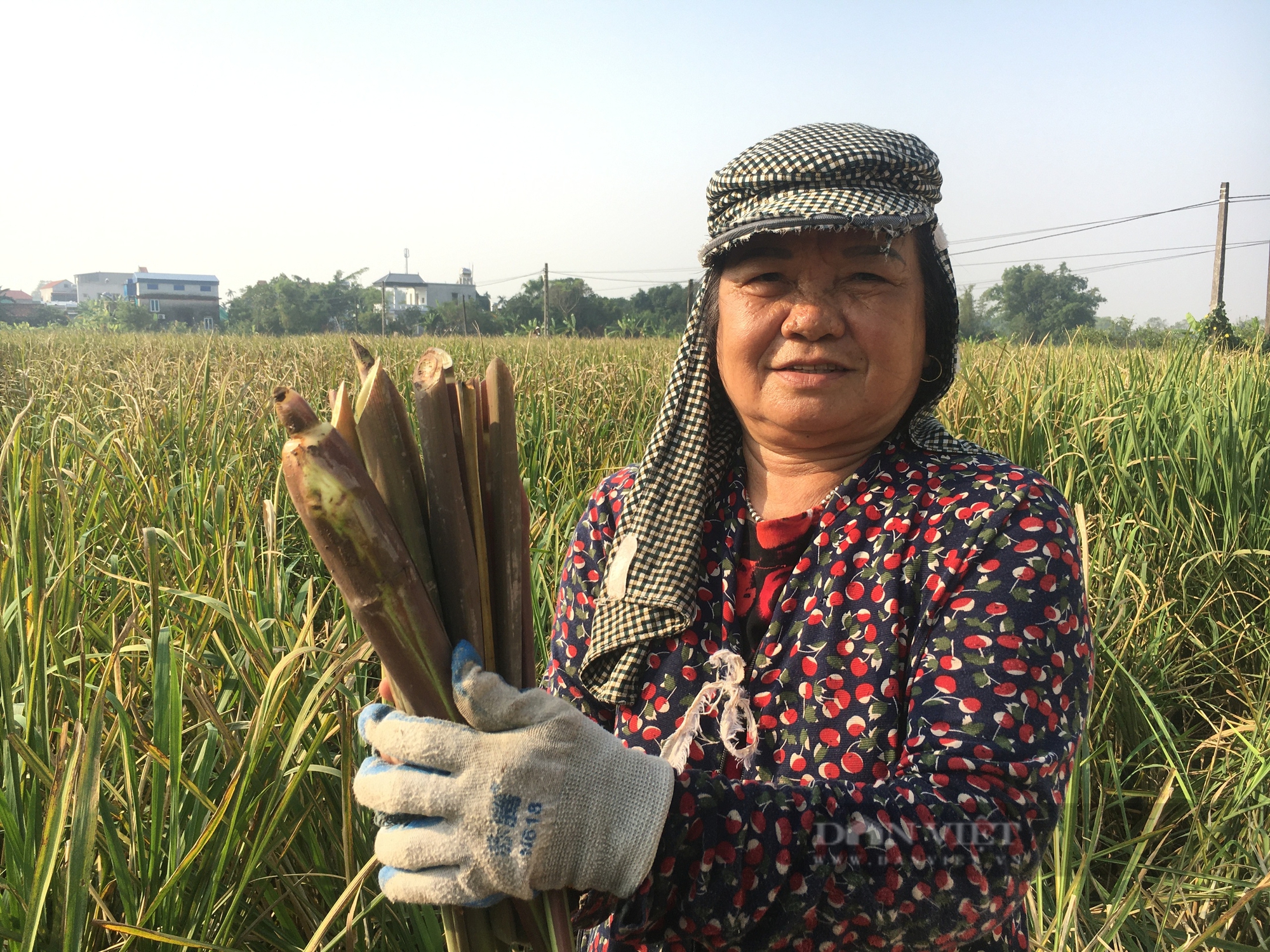 Củ niễng - đặc sản của tỉnh Nam Định ăn ngon cỡ nào, mà khách hàng khắp nơi tìm mua? - Ảnh 3.