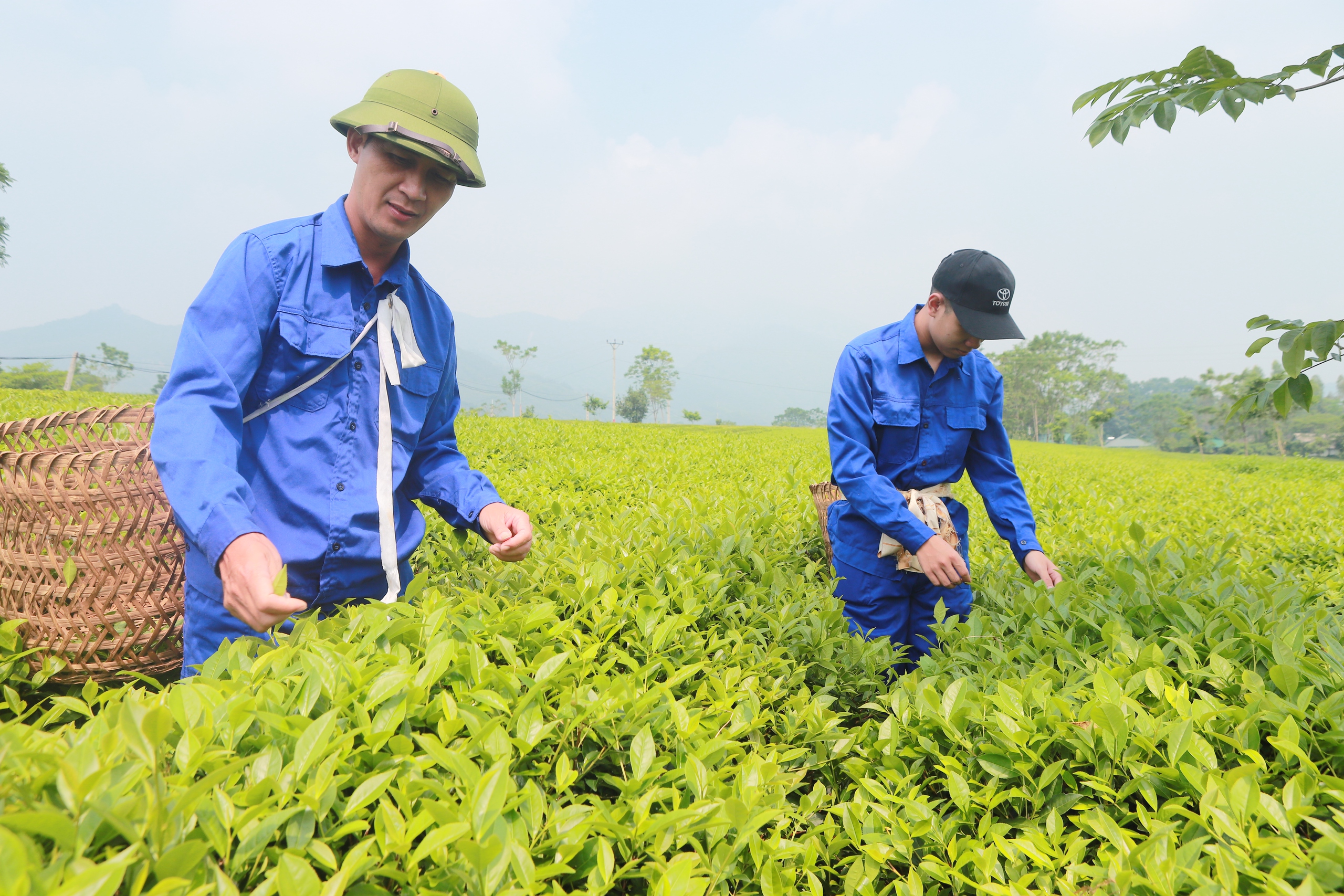 "Chất lượng chè Việt Nam không thua kém quốc gia nào", vì sao giá xuất khẩu chỉ bằng 55% của Ấn Độ, Sri Lanka- Ảnh 2.