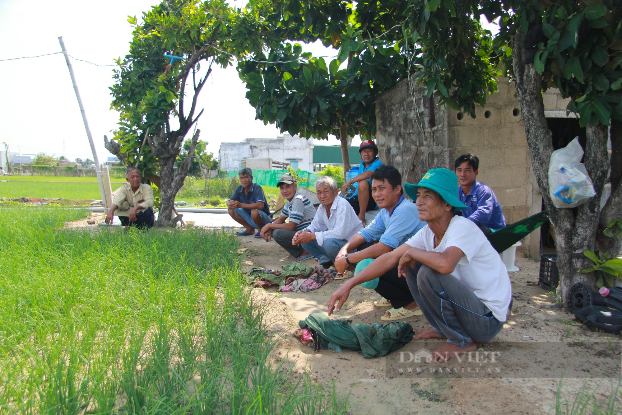 Nông dân Hợp tác xã hành tím ở Ninh Thuận kêu cứu vì nguồn nước ngầm bị nhiễm mặn nghiêm trọn - Ảnh 3.