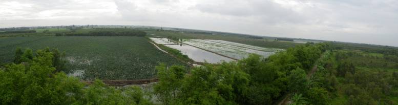 Một nơi ở Đồng Tháp nổi gò đất, có ngôi mộ cổ chưa khai quật, la liệt cây cổ thụ, cây ăn trái đặc sản - Ảnh 1.